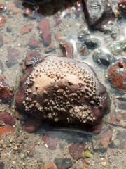 Beautiful coastline scene objects close up background