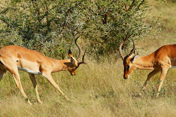 Zweikampf zweier Springböcke
