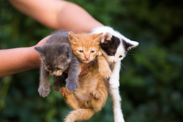 young girl holding three beautiful kittens outdoor adoption concept. homeless kittens. the problem of stray animals