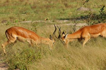 Zusammenstoß während dem Zweikampf