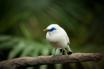 White exotic bird on a branch