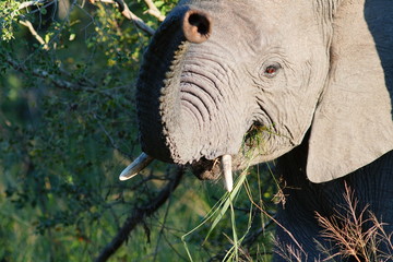 Kleiner Elefant isst Gräser mit gehobenem Rüssel