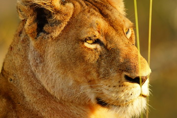 Löwenweibchen auf der Lauer