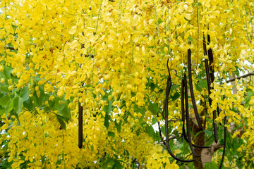 Cassia fistula blossom in Thailand