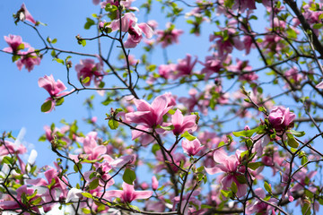 Spring flowers of a pink magnolia against the blue morning sky