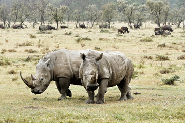 Rhino à Nakuru