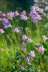 Pink aquilegia blooms in the garden.Flowers on a green background.