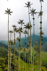The tallest palm trees in the world in the Cocora Valley near Salento Colombia