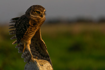 Burrowing owl