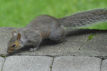Squirrel Living His Best Life
