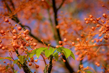 Illawarra flame tree