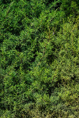 Fototapeta premium Green grass na texture background wallpaper
