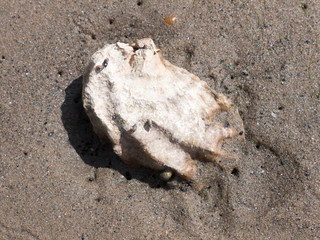 Beautiful coastline scene objects close up background