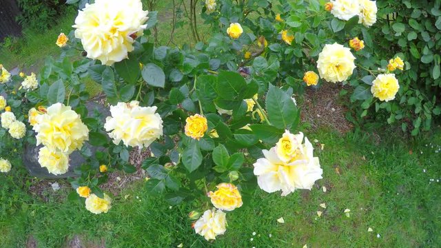 Gelbe Zuchtrosen in der Bl&uuml;te wehen im Wind