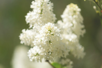 Blossoming White lilac branch in the garden. Selective focus. Flowers background