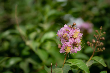pink tree blossom