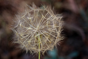 Close up of dry flower head