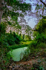 Fototapeta na wymiar algae overgrown green pond in the jungle of colombia