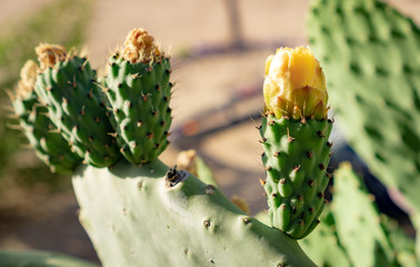 Prickly pear⠀