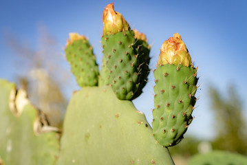 Prickly pear⠀