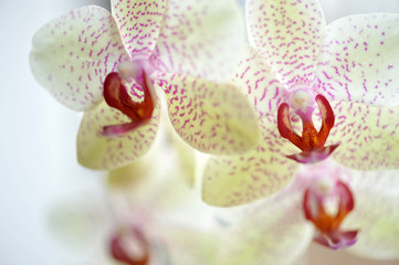 Orchidea © Justyna