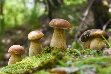 Boletus edulis, edible mushroom in forest. Porcini mushroom healthy and delicates food