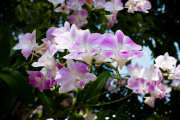 orchid bloom in garden