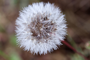 Close up of Prickly golden fleece 