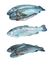 Fish rainbow trout, isolated on a white background. Two trouts over white background. Fish with copy space for text. Rainbow trout isolated on a white. Set of rainbow trout fish.