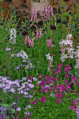 Obraz premium A colourful mixed flower border with Gaura lindheimeri