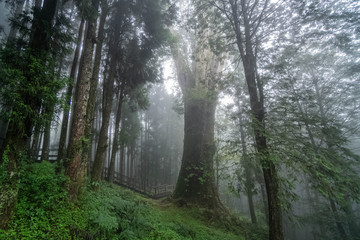 Giant Cypress Tree in Alishan Scenic Area Forest with Mist, Haze and Fog in Taiwan
