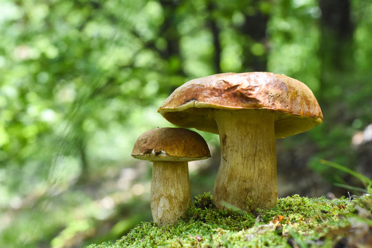 Boletus edulis, edible mushroom in forest. Porcini mushroom healthy and delicates food