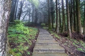 Foggy Forest in Alishan National Park with Stone Road. Walking among Misty Cypress Trees in Taiwan. Perspective View