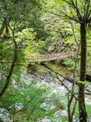徳島県 三好市 祖谷のかずら橋