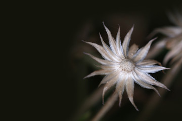 Close up of dry flower head looking like star