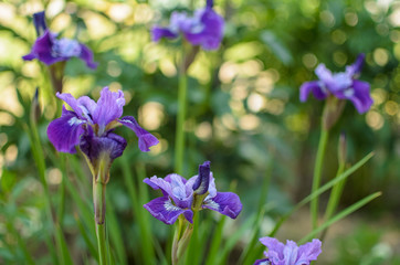 purple flowers in the garden