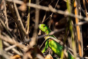 junger grüner Leguan close up makro