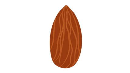 Almond nut isolated vector illustration