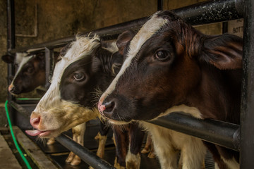 The calves at dairy farm
