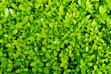 Top view of Ixora green leaves.