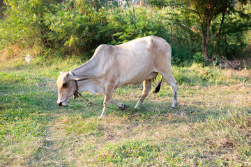 White cow animal on field