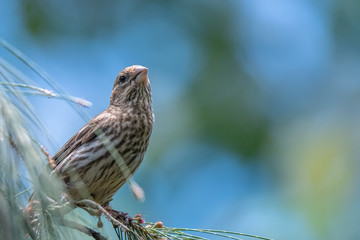 Female house finch