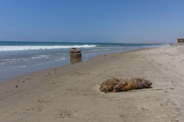 Fototapeta na wymiar sand beach view of mancora, peru