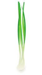 Green onion isolated vector illustration
