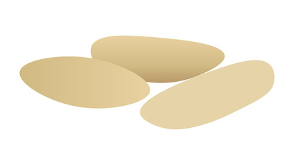 Pine nuts isolated vector illustration
