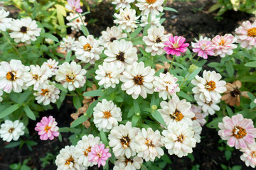Zinnia angustifolia Ornamental plants are growing in the garden.