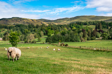View of rural Scotland with sheep, UK.