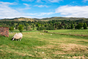 View of rural Scotland with sheep, UK.