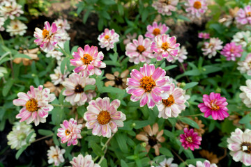 Zinnia angustifolia Ornamental plants are growing in the garden.