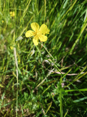 Common rock-rose